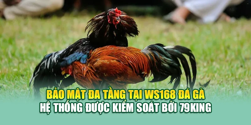 Trải Nghiệm WS168 Đá Gà Đỉnh Cao Cùng 79King Uy Tín 3 Bảo mật đa tầng tại WS168 đá gà – hệ thống được kiểm soát bởi 79King